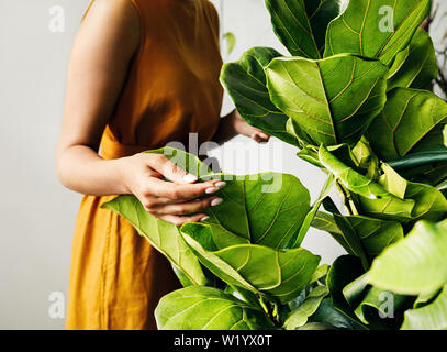 Main d'un jeune botaniste tenant une feuille. Fleuriste femme travaillant dans la boutique de l'usine. Banque D'Images