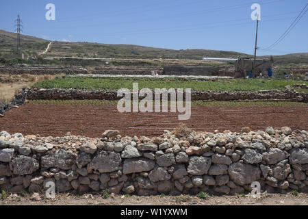 Paysage agricole typique avec des petits champs l'agriculture entre le calcaire des murs en pierre sèche à Malte Banque D'Images