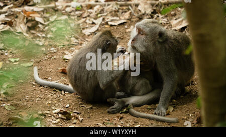 Macaque Monkey dans la forêt tropicale. Des singes dans l'environnement naturel. Bali, Indonésie. Les macaques à longue queue, Macaca fascicularis Banque D'Images