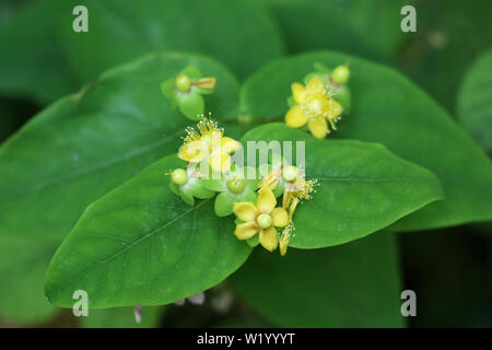 Hypericum androsaemum (Tutsan) Banque D'Images