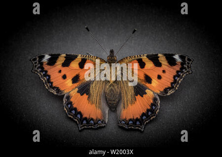 Petite écaille (Aglais urticae) perché sur une carte avec fond sombre Banque D'Images