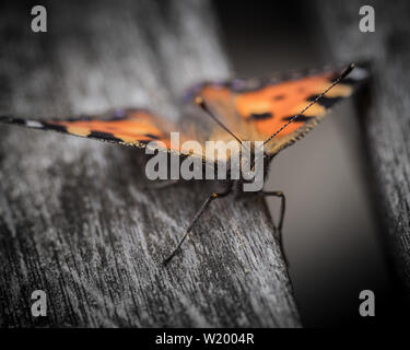 Petite écaille (Aglais urticae) perché sur une carte avec fond sombre Banque D'Images