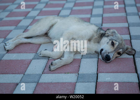 Le chien blanc couché sur le sol . Couchage pour chien un temple vous détendre sur le terrain Banque D'Images