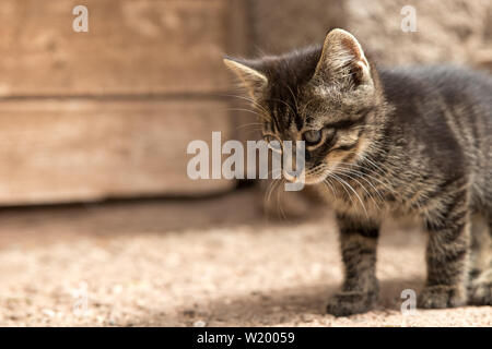 Jeune chat tabby ludique Banque D'Images