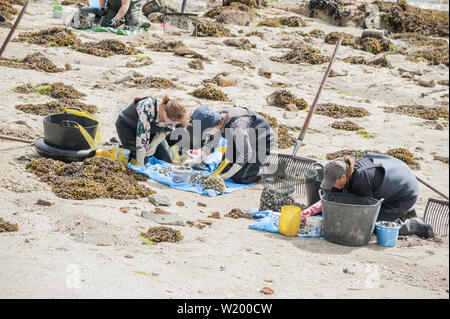 La femme shellfishers, fruits de mer d'asile, la collecte de fruits de mer, à O Grove, Pontevedra, Espagne Banque D'Images