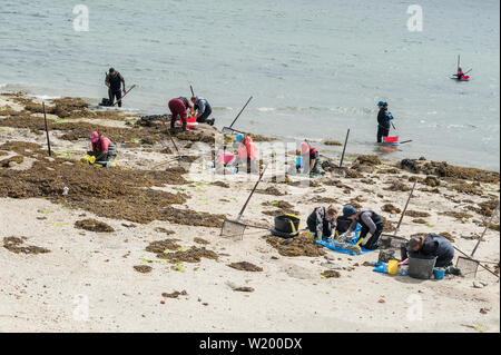 Les femmes et les hommes, des fruits de mer shellfishers d'asile, la collecte de fruits de mer, à O Grove, Pontevedra, Espagne Banque D'Images