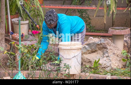 Johannesburg, Afrique du Sud - un homme noir travailleur migrant ne travail manuel dans un jardin intérieur dans la ville Banque D'Images