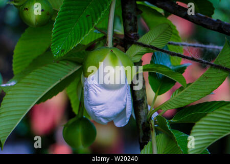 Arbre généalogique Chulta Dillenia indica, l'éléphant sur apple ou arbre Chalta de l'Asie du Sud Est Dillenia indica Banque D'Images