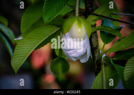 Arbre généalogique Chulta Dillenia indica, l'éléphant sur apple ou arbre Chalta de l'Asie du Sud Est Dillenia indica Banque D'Images