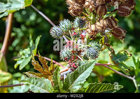 Un Ricinus communis plante avec capsule verte, des fleurs et de l'éclatement de gousse ainsi que des feuilles. Un ravageur très toxiques, également appelé Wunderbaum. Banque D'Images