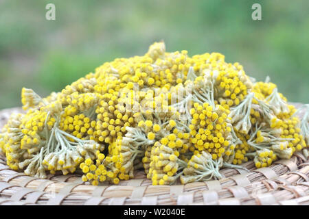 Été jaune Helichrysum, fleurs sauvages ou d'immortella éternelle sur la plaque avec un fond vert Banque D'Images