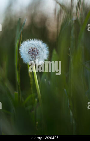 Petit pissenlit blowball caché dans l'herbe Banque D'Images