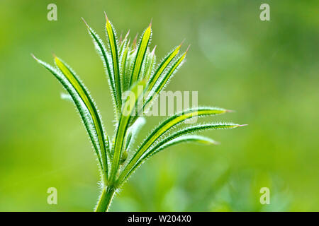 Gaillet, éleusine ou collant Willie (Galium aparine), de près de l'extrémité de l'usine montrant le poils raides qui se fixent sur vos vêtements. Banque D'Images