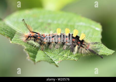 Le jaune une forme d'un espèce d'Vaporer (Orgyia antiqua) chenille sur une feuille de mûrier partiellement mangés Banque D'Images