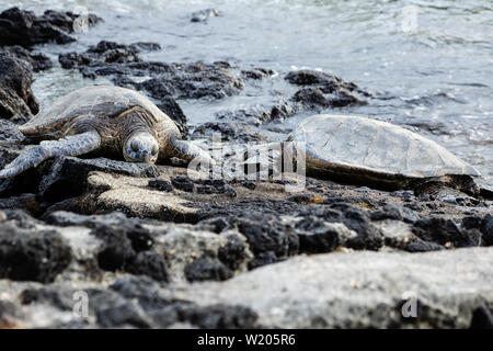 Les tortues de mer en danger eux-mêmes au soleil sur un rivage rocailleux Banque D'Images