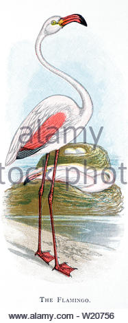 Flamingo (Phoenicopterus roseus commun), publié en 1898 illustration vintage Banque D'Images