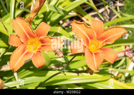 Journée Orange des nénuphars (Hemerocallis fulva) en fleurs durant le mois de juillet sur une journée ensoleillée, UK Banque D'Images