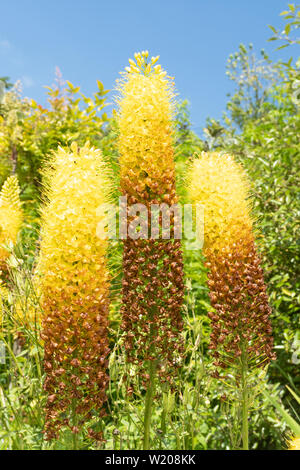 Sétaire verte lily lys (Eremurus stenophyllus ou désert, candle) fleurs dans un jardin anglais la floraison en juillet, UK Banque D'Images