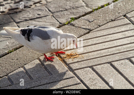 Colombe blanche mangeant un cookie sur un trottoir de la ville. Piscine Banque D'Images