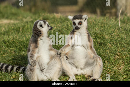 Ring Tailed lemur lemur, au parc safari de longleat, le soleil brille, au printemps Banque D'Images