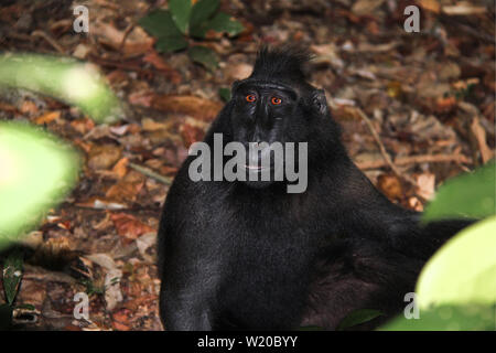 Les Célèbes macaque à crête assis dans des feuilles dans la jungle de l'île de Sulawesi, en Indonésie. Banque D'Images