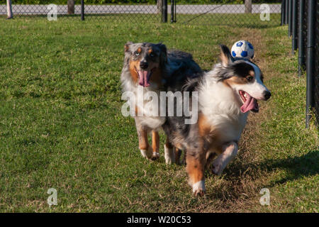 Deux happy blue merle bergers australiens jouant dans le parc pour chiens. Banque D'Images