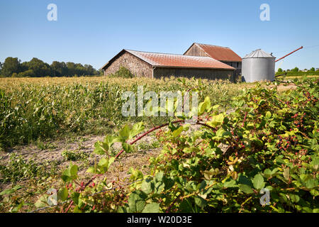 Grange et récolte de maïs. La maturation du maïs sur le stock à côté d'une grange. Banque D'Images