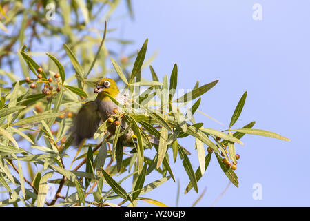 Cape White-eye (Zosterops virens capensis) à la recherche de petits fruits sur un arbre Karee (Searsia lancea) en hiver, Western Cape, Afrique du Sud Banque D'Images