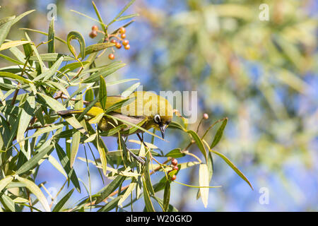 Cape White-eye (Zosterops virens capensis) à la recherche de petits fruits sur un arbre Karee (Searsia lancea) en hiver, Western Cape, Afrique du Sud Banque D'Images