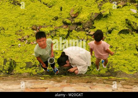 Linyi, Shandong, Chine. 4 juillet, 2019. Shandong, Chine - juillet4 2019 : une grande zone de marée verte a touché terre sur la côte est de Qingdao, shandong province.Certaines zones de reproduction de pêcheurs ont été affectés dans une certaine mesure.Selon les dernières informations de suivi publié par la direction générale de Beihai le ministère des Ressources naturelles, de la zone de distribution de la marée verte Enteromorpha dans la mer de Bohai a dépassé 50 000 kilomètres carrés, couvrant environ 477 kilomètres carrés. Crédit : SIPA Asie/ZUMA/Alamy Fil Live News Banque D'Images
