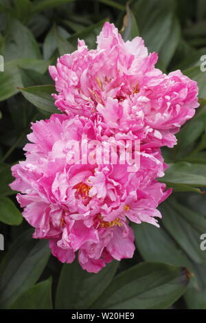 Paeonia lactiflora 'Ddocteur Alexander Fleming' floraison pivoine frontière dans un jardin en juin - Royaume-Uni Banque D'Images