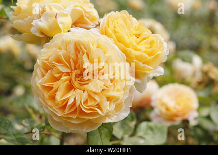 Rosa 'Crown Princess Margareta' Anglais cimbing rose par David Austin. Également appelé 'Ausbaker'. La floraison dans un jardin en juin à la frontière Banque D'Images