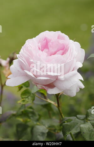 Rosa 'Sceptr'd Isle', un rosier anglais arbustif très parfumées produites par David Austin. Également appelé 'Ausland'. Banque D'Images