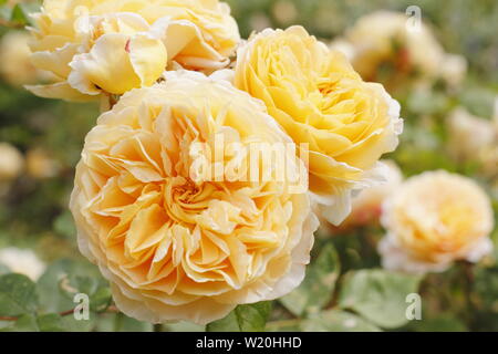 Rosa 'Crown Princess Margareta' Anglais cimbing rose par David Austin. Également appelé 'Ausbaker'. La floraison dans un jardin en juin à la frontière Banque D'Images