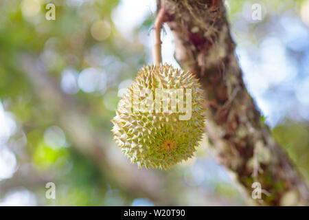 Durian growing on tree. Les fruits tropicaux exotiques de la Thaïlande et de la Malaisie. Le roi des fruits. Durians mûrs délicieux sur une ferme biologique dans la région de l'Asie du Sud Est. Banque D'Images