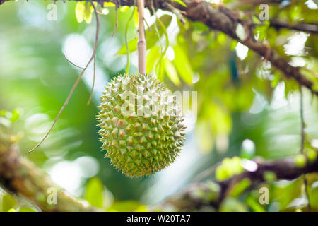 Durian growing on tree. Les fruits tropicaux exotiques de la Thaïlande et de la Malaisie. Le roi des fruits. Durians mûrs délicieux sur une ferme biologique dans la région de l'Asie du Sud Est. Banque D'Images