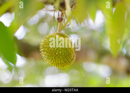 Durian growing on tree. Les fruits tropicaux exotiques de la Thaïlande et de la Malaisie. Le roi des fruits. Durians mûrs délicieux sur une ferme biologique dans la région de l'Asie du Sud Est. Banque D'Images