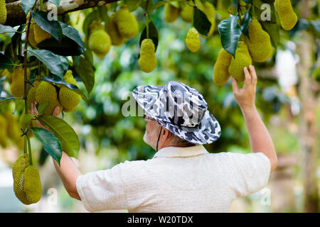 Jaque growing on tree. Farmer picking fruits tropicaux exotiques de la Thaïlande et de la Malaisie. L'homme regardant jack mûrs fruits sur une ferme biologique dans le sud-est Banque D'Images