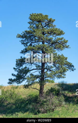 Arbre de pin ponderosa mature (Pinus ponderosa scopulorum), Castle Rock Colorado nous. Photo prise en juin. Banque D'Images