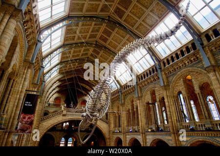 Natural History Museum, Cromwell Road, South Kensington, quartier royal de Kensington et Chelsea - squelette de rorqual bleu Banque D'Images