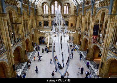 Natural History Museum, Cromwell Road, South Kensington, quartier royal de Kensington et Chelsea - squelette de rorqual bleu Banque D'Images