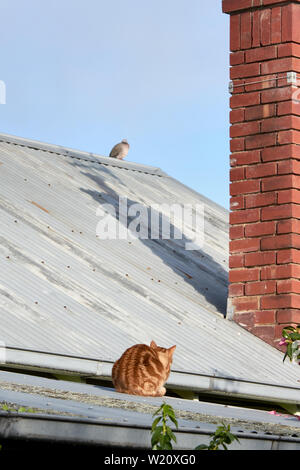 Red Ginger La chatte sur un toit en tôle d'oiseaux de chasse un pigeon. Banque D'Images