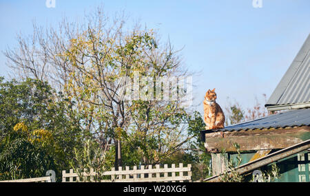 Red Ginger tabby cat assis sur un toit en tôle de banlieue contre un ciel bleu. Banque D'Images