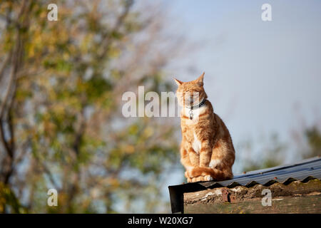 Red Ginger tabby cat sitting détendu sur un toit en tôle contre un ciel bleu. Banque D'Images