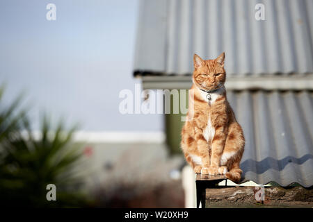 Red Ginger tabby cat sitting détendu sur un toit en tôle contre un ciel bleu. Banque D'Images