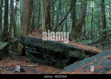 Forêt d'Aokigahara, connue sous le nom de forêt suicide, près du Mont Fuji dans la préfecture de Yamanashi, au Japon. Banque D'Images