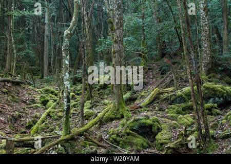 Forêt d'Aokigahara, connue sous le nom de forêt suicide, près du Mont Fuji dans la préfecture de Yamanashi, au Japon. Banque D'Images