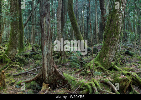 Forêt d'Aokigahara, connue sous le nom de forêt suicide, près du Mont Fuji dans la préfecture de Yamanashi, au Japon. Banque D'Images