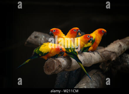 Groupe d'sunconure oiseau perroquet sur la perchaude dans fond sombre Banque D'Images