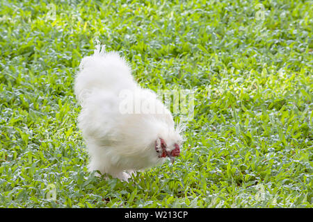 Du blanc de poulet ou de poule Silkie manger des aliments sur la pelouse dans le jardin. Banque D'Images